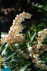 Pieris japonica 'Mountain Fire' — photo 4
