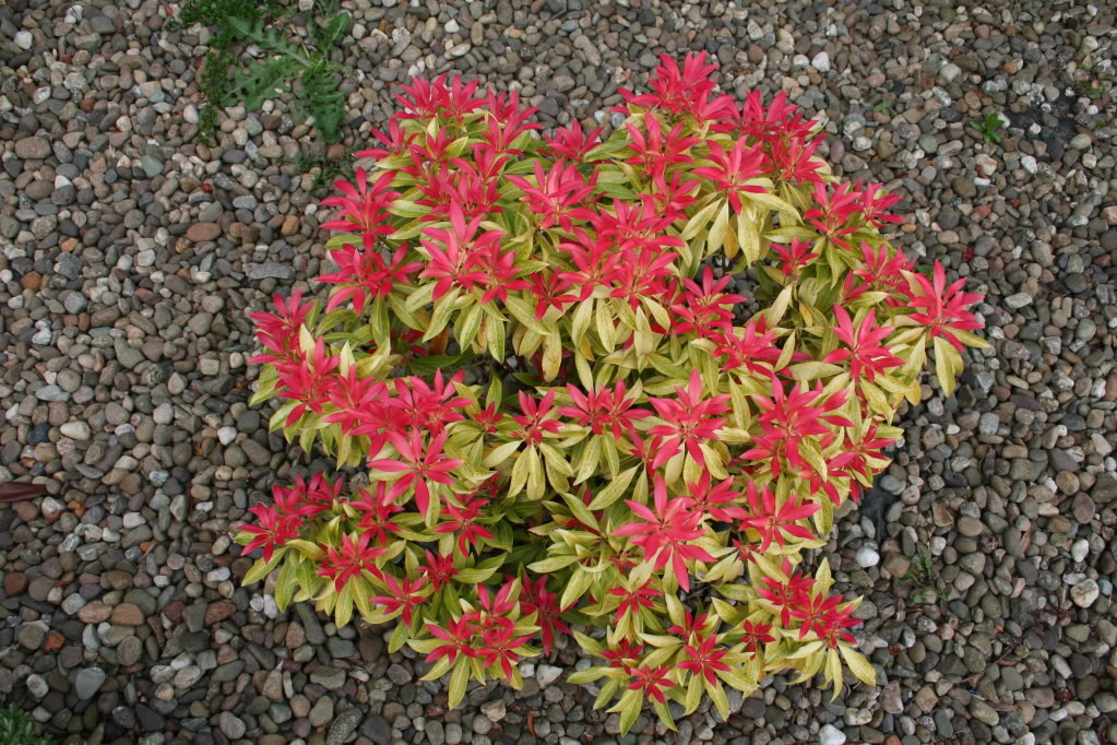 Pieris japonica 'Forest Flame'