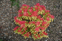 Pieris japonica 'Forest Flame' — photo 1