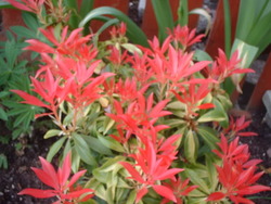 Pieris japonica 'Forest Flame' — photo 2