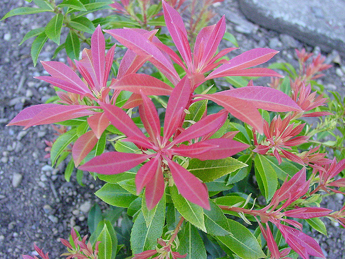 Pieris japonica 'Valley Fire'