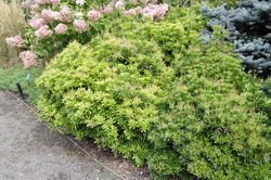 Pieris japonica 'Prelude' — photo 2