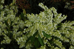 Pieris japonica 'Purity' — photo 2