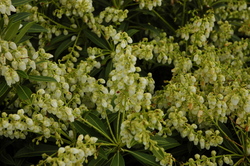 Pieris japonica 'Purity' — photo 3