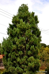 Pinus strobus 'Fastigiata' — photo 2