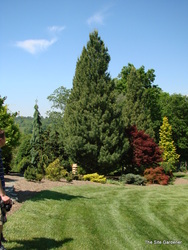 Pinus strobus 'Fastigiata' — photo 3