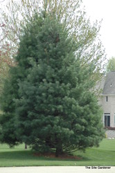 Pinus strobus — photo 3