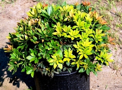 Pieris japonica 'Sarabande' — photo 2