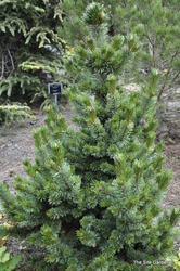 Pinus aristata 'Sherwood Compact' — photo 2