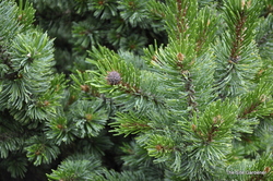 Pinus aristata 'Sherwood Compact' — photo 3