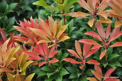 Pieris japonica 'Scarlett O'Hara' — photo 1