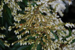 Pieris japonica 'Scarlett O'Hara' — photo 2
