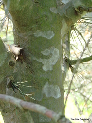 Pinus bungeana — photo 3