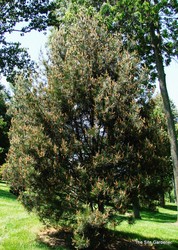 Pinus bungeana — photo 4