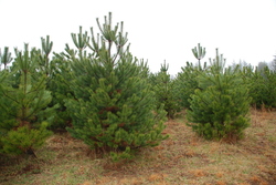 Pinus nigra 'Black Prince' — photo 2