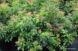 Pieris japonica 'Scarlett O'Hara' — photo 3
