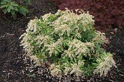 Pieris taiwanensis Snowdrift — photo 2