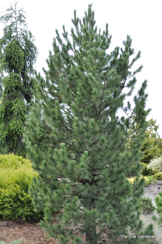 Pinus cembra 'Blue Mound'