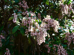 Pieris japonica Shojo — photo 2