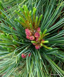 Pinus cembra 'Compacta Glauca' — photo 2