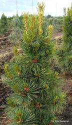 Pinus cembra 'Compacta Glauca' — photo 3