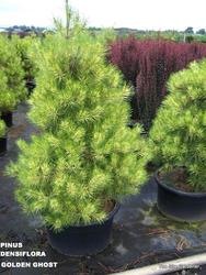 Pinus densiflora 'Golden Ghost' — photo 2