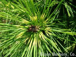 Pinus densiflora 'Golden Ghost' — photo 3