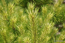 Pinus densiflora 'Golden Ghost' — photo 4