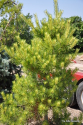 Pinus densiflora 'Golden Ghost' — photo 5
