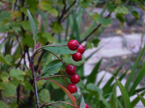 Aronia melanocarpa 'Viking' — photo 1