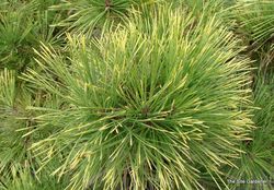 Pinus densiflora 'Aurea' — photo 2