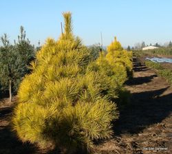 Pinus densiflora 'Aurea' — photo 3