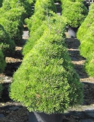 Pinus densiflora Jane Kluis — photo 3
