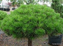 Pinus densiflora Jane Kluis — photo 4