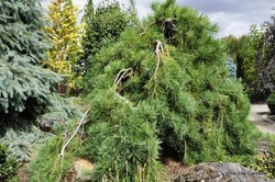 Pinus densiflora 'Pendula' — photo 2