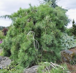 Pinus densiflora 'Pendula' — photo 3