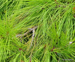 Pinus densiflora 'Pendula' — photo 4