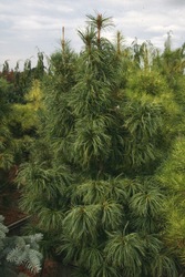 Pinus densiflora 'oculus-Draconis' — photo 2