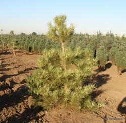 Pinus densiflora 'oculus-Draconis' — photo 3