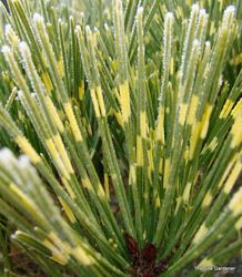 Pinus densiflora 'oculus-Draconis' — photo 4