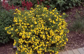 Potentilla fruticosa 'Goldfinger'