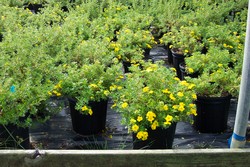 Potentilla fruticosa 'Goldfinger' — photo 2