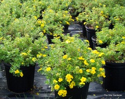 Potentilla fruticosa 'Goldfinger' — photo 3