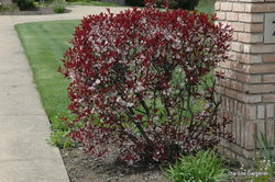 Prunus Cistena — photo 2