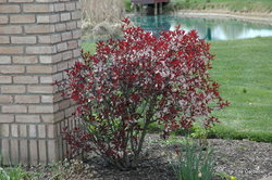 Prunus Cistena — photo 3