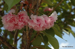 Prunus serrulata 'Kwanzan' — photo 2