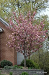 Prunus serrulata 'Kwanzan' — photo 3