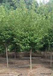 Prunus serrulata 'Kwanzan' — photo 4