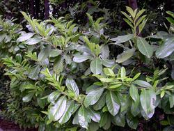 Prunus laurocerasus — photo 2