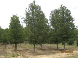 Pyrus calleryana Chanticleer — photo 2
